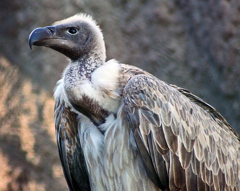 FILE - There are only 150-odd vultures left in the wild in TN, of which the White-Rumped Vulture accounts for 122 numbers. (Photo | Wikimedia Commons)