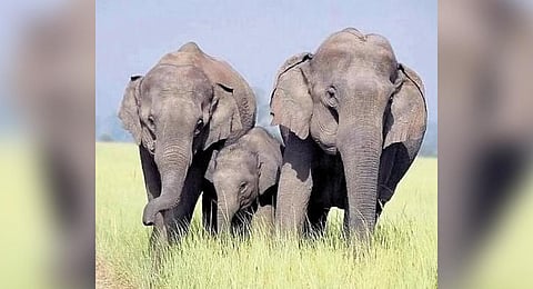 Indian Elephant.