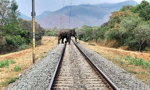 A wild elephant crossing the railway line B In Soolakkarai beat, inside Madukkarai forest range in Coimbatore | Express