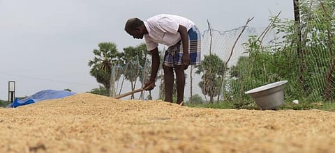 Representational Image: Farmers drying their paddy under the sun 