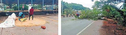 Farmers cover paddy crop with a tarpaulin sheet in Warangal district; a commuter tries to avoid an uprooted tree in Renikunta of Karimnagar district on Tuesday