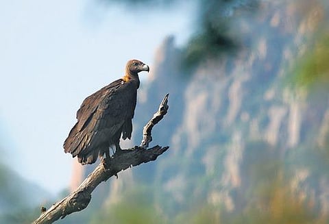 File photo of a vulture sitting on a tree. Image used for representational purpose| Express