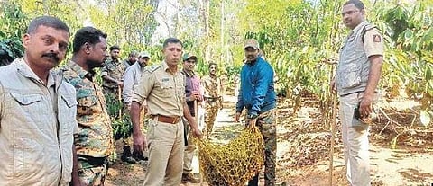 Forest personnel arrive to capture the tiger on Monday | Express
