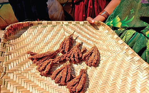 Millet seeds. (File photo| EPS)