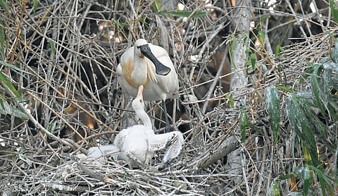 Eurasian spoonbill