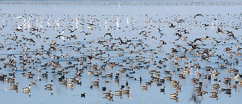 A team from Palluyir Trust, a Chennai-based environmental organisation, carried out a bird survey at Odiyur and found over 17,000 migratory ducks.