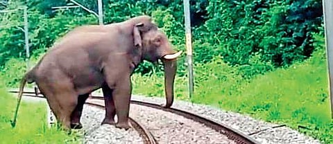 Wild Tusker. Image used for representational purposes.