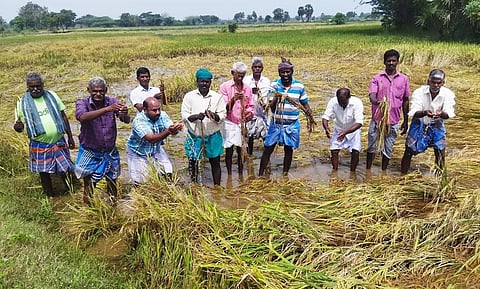 Farmers displaying crops damaged due to incessant rains from fields near Nagapattinam. Express