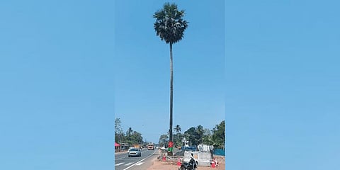 The legendary palm tree with NH 66 running past it | Express