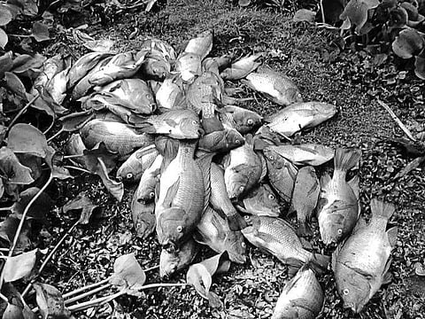 Image for representational purpose only. (File Photo| EPS)