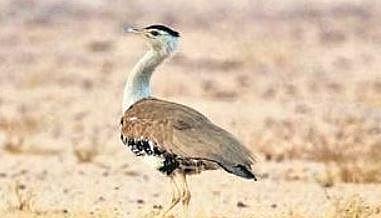 File photo of the Great Indian Bustard. (Photo | Indrajit Ghorpade, EPS)