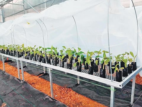 Sambalpur University plants hope for profit for Odisha banana growers