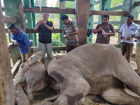The jumbo died without responding to the treatment on Sunday.