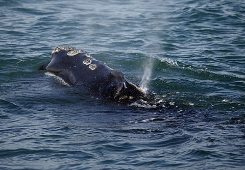 200 countries signed a treaty to safeguard marine biodiversity such as right whales, which are one of the rarest marine mammals in the world (Image used for representational purposes)