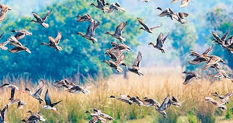 Migratory birds