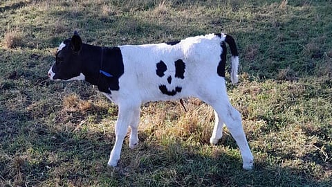 The calf born on the Bellbrook Holsteins farm in Ripplebrook, in West Gippsland, Australia. (Photo | via KidsNews)