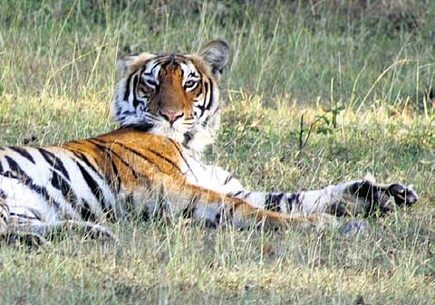 Western Ghats sees a dip in tiger population, Tamil Nadu reserves among best 