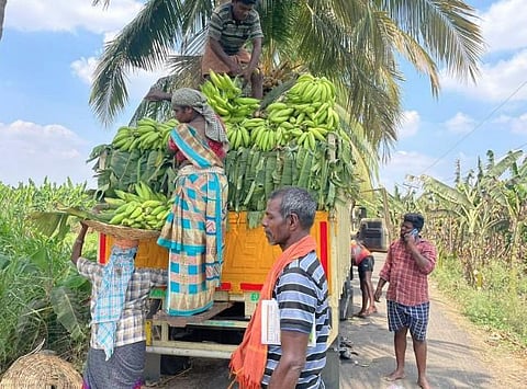 ​  Banana farmers in Vayalur load Nendran bananas onto a mini-lorry for transportation to Kerala | Express  ​