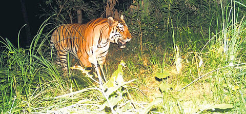 Tiger captured in a camera trap in 2018 in Kaliyal range, Kanniyakumari | file pic
