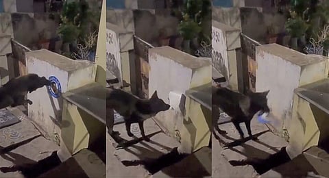 A stray dog  removing the sticker of Andhra Pradesh Chief Minister YS Jagan Mohan Reddy stuck on a wall. (Videograb)