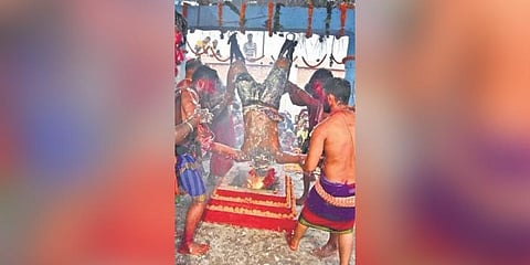 ​  A Pata Dandua being hung upside down  ​