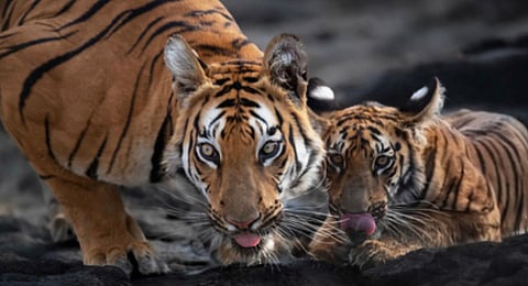 Doctor who loves Royal Bengal tiger