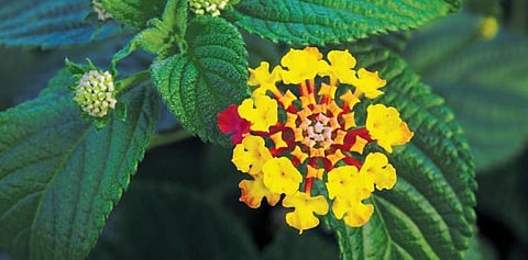 Lantana camara
