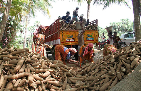 Tapioca is one of the most common crops in Dharmapuri, with it being cultivated on 7,269 hectares of land. (File Photo)