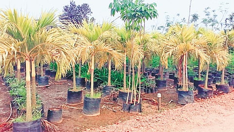 Farmers said each seed of the Mirchi Marigold costs Rs 100, while the plants are priced between Rs 2,000 and Rs 7,000 depending on their size & age | Express