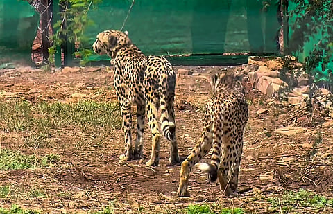 FILE: Cheetahs  brought from Namibia