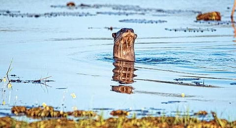 The Indian otter that was sighted at Malyadi Bird Sanctuary by photographer-cum-blogger Ganesh GP 