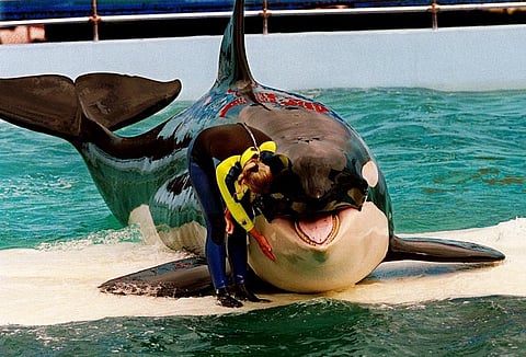 Trainer Marcia Hinton pets Lolita, a captive orca whale, during a performance at the Miami Seaquarium in Miami, March 9, 1995. (Photo | AP)