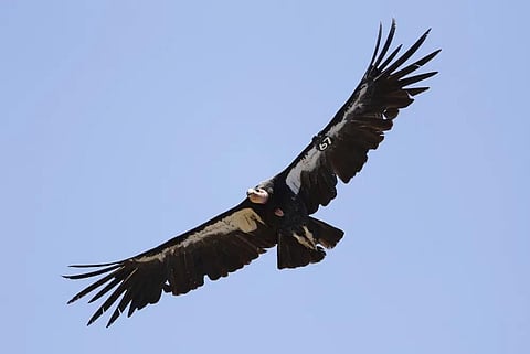 FILE - In this June 21, 2017, file photo, a California condor takes flight in the Ventana Wilderness east of Big Sur, Calif.  (Photo | AP)