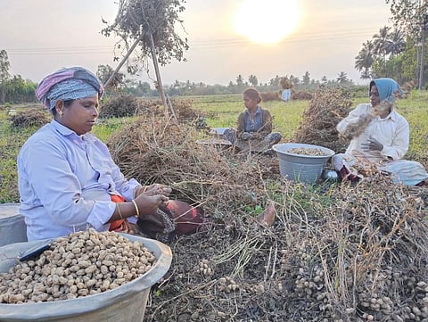 Farm workers harvesting groundnut in a field at a village near Orathanadu in Thanjavur district. Express