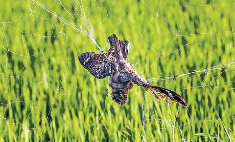 Image used for representational purposes
