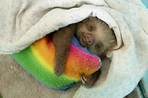 A baby sloth remains under a blanket in Cahuita Costa Rica. ( Photo | AFP )