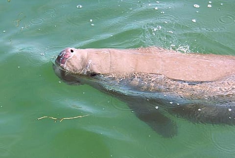 The dugong, an endangered mammal released by fisherfolk at Manora sea shore on Tuesday | Express