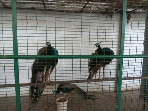Representational image of peafowl. (File photo)