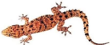 Male Hemidactylus quartziticolus or Quartzite brookiish gecko | Express