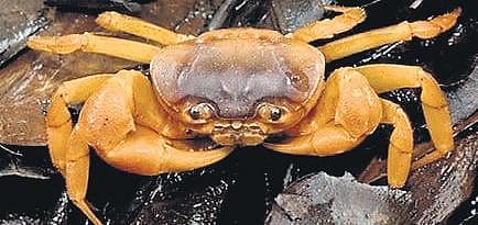 The newly-discovered crab genus ‘Aradhya’ placida from central Western Ghats.
