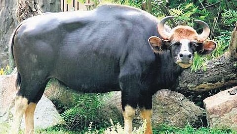 Three farmers were gored to death by rampaging wild gaurs, also known as the Indian bison, in two incidents in Kottayam and Kollam districts on Friday.