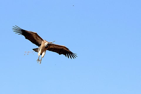 A long-billed vulture. (Photo | Special Arrangement)