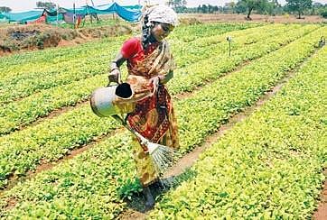WHO has highlighted the perils of cultivating tobacco on the health of farmers and soil.