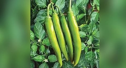 Telangana horticultural varsity asst prof bags Ukraine award for developing green chilli powder