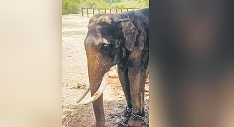 Tusker Balarama