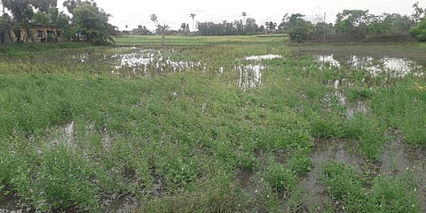 Fields inundated with rainwater near Vedaranyam | Express