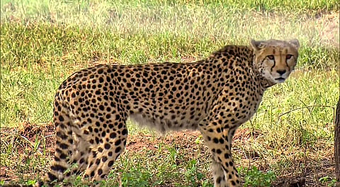Image of a cheetah at the Kuno National Park, used for representational purpose only. (File Photo)