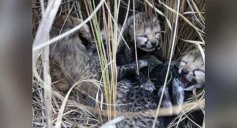 Three of the four cheetah cubs born to Namibian Cheetah Siyaya aka Jwala on March 29 have died (Photo | Twitter)