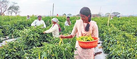 Rs 2 lakh invested to cultivate  chillies and the output is over Rs 8 lakh