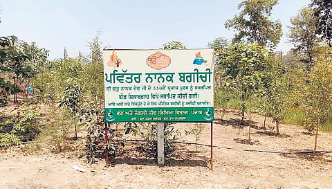 Native species of trees considered to be beneficial for human health have been planted in ‘Nanak Bagichi’